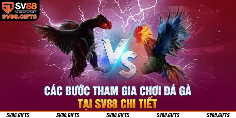 Các bước tham gia chơi đá gà tại SV88 chi tiết